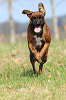 running German Boxer