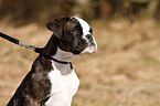 German Boxer Puppy