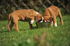 German Boxer Puppies