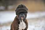 German Boxer Portrait