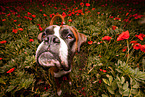 German Boxer Portrait