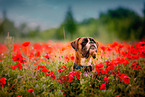 German Boxer Portrait