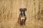 sitting German Boxer