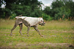 playing German Boxer