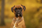 German boxer in autumn