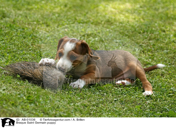Deutsche Bracke Welpe / Braque Saint Germain puppy / AB-01036