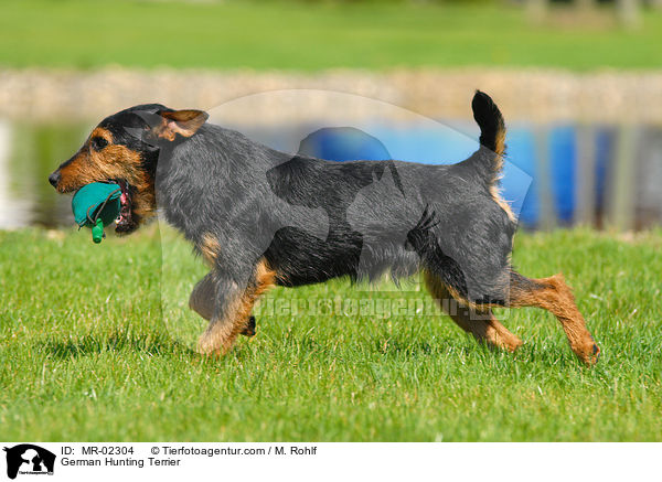 German Hunting Terrier / MR-02304