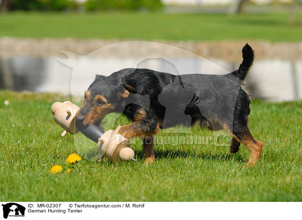 German Hunting Terrier / MR-02307