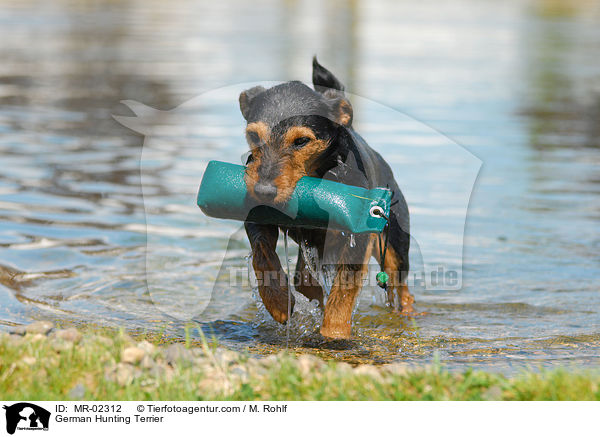German Hunting Terrier / MR-02312