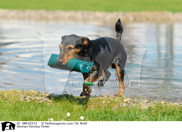 German Hunting Terrier / MR-02313