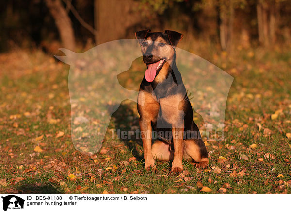 german hunting terrier / BES-01188