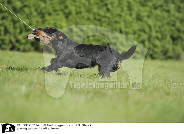 playing german hunting terrier / SST-08714