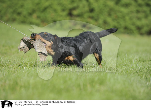 playing german hunting terrier / SST-08725