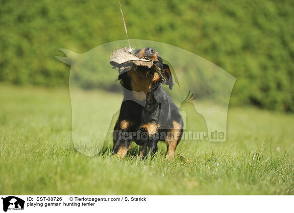 playing german hunting terrier / SST-08726