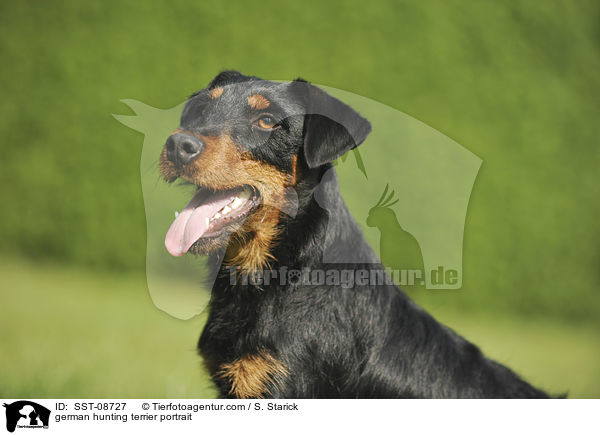 german hunting terrier portrait / SST-08727