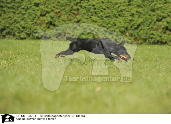 running german hunting terrier / SST-08731