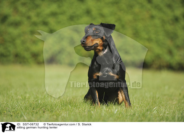 sitting german hunting terrier / SST-08732