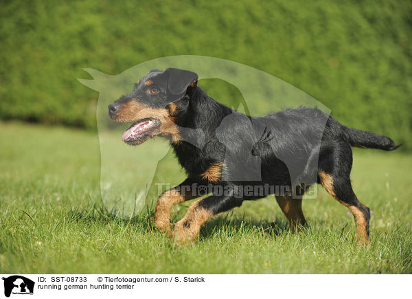 running german hunting terrier / SST-08733