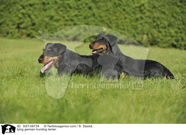 lying german hunting terrier / SST-08734