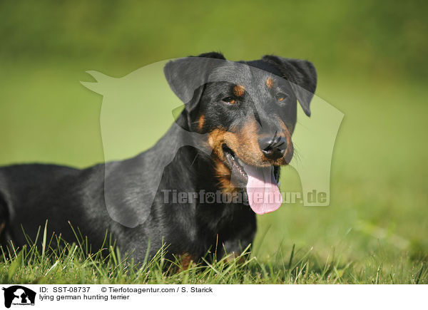 lying german hunting terrier / SST-08737
