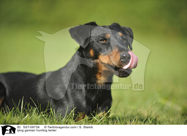 lying german hunting terrier / SST-08738