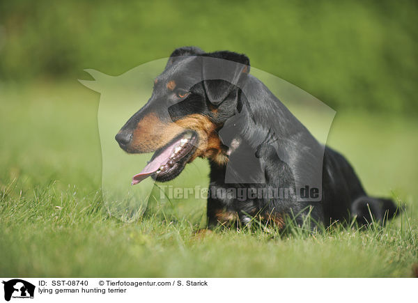 lying german hunting terrier / SST-08740