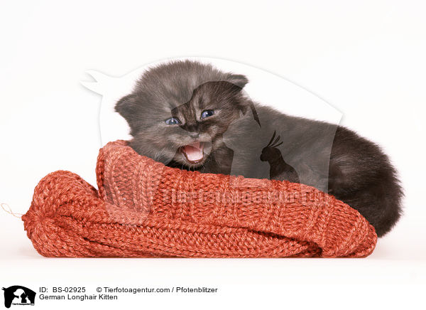 Deutsch Langhaar Ktzchen / German Longhair Kitten / BS-02925