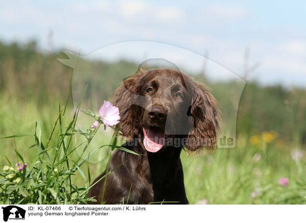 young German longhaired Pointer / KL-07466