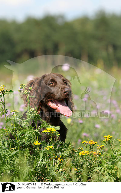 young German longhaired Pointer / KL-07478