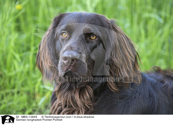 German longhaired Pointer Portrait / MBS-13849