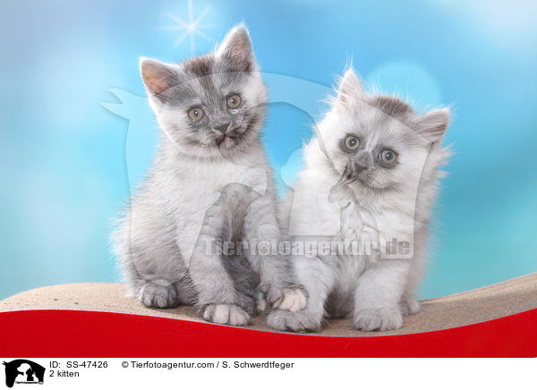 2 Ktzchen / 2 kitten / SS-47426