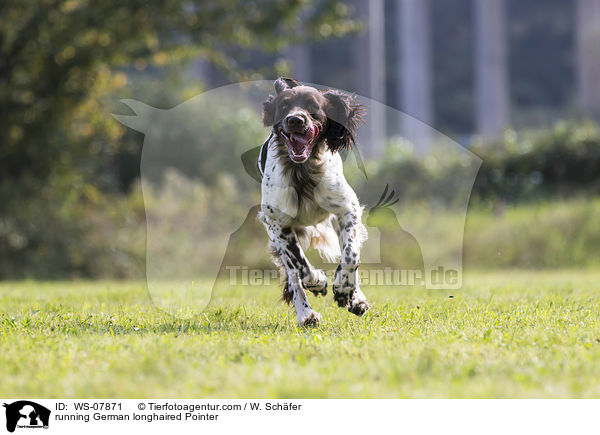 running German longhaired Pointer / WS-07871