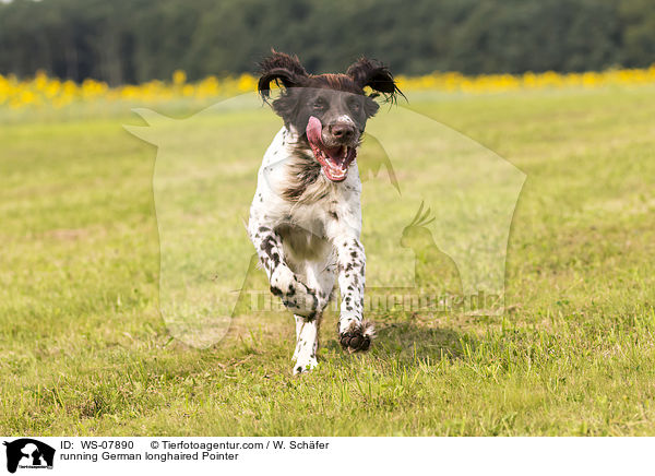 running German longhaired Pointer / WS-07890