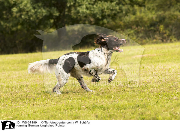 running German longhaired Pointer / WS-07899