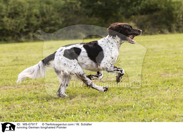 running German longhaired Pointer / WS-07917