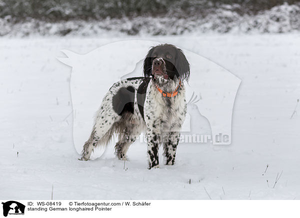 standing German longhaired Pointer / WS-08419