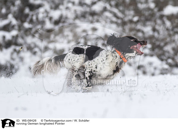 running German longhaired Pointer / WS-08426