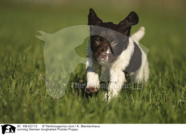 running German longhaired Pointer Puppy / KB-02112