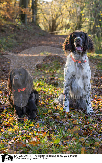 2 German longhaired Pointer / WS-09111