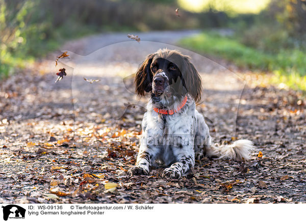 lying German longhaired Pointer / WS-09136