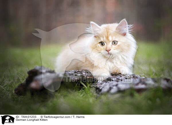 Deutsch Langhaar Ktzchen / German Longhair Kitten / TAH-01233