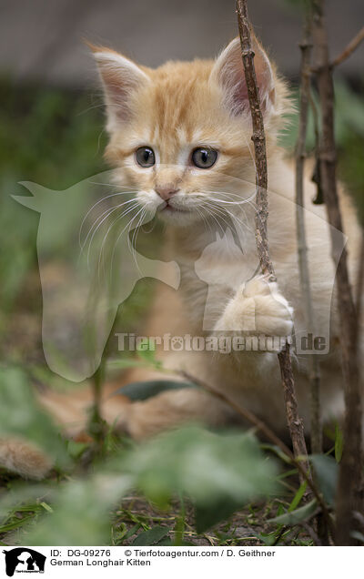 Deutsch Langhaar Ktzchen / German Longhair Kitten / DG-09276