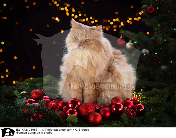 Deutsch Langhaar im Studio / German Longhair in studio / KAB-01083