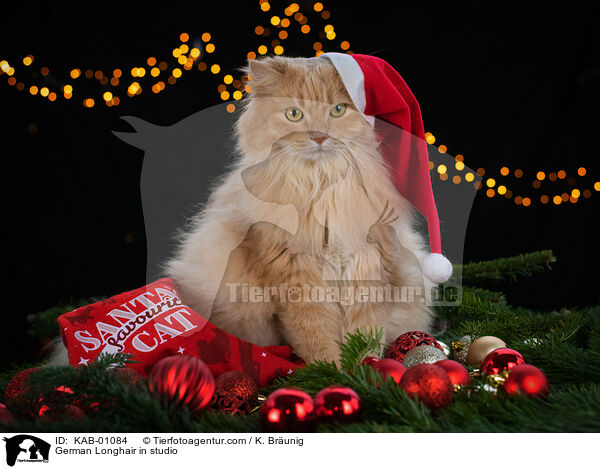 Deutsch Langhaar im Studio / German Longhair in studio / KAB-01084