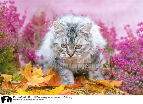 Deutsch Langhaar im Herbst / German Longhair in autumn / KAB-01119