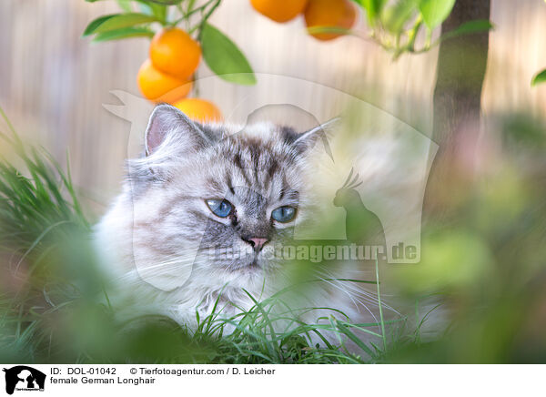 Deutsch Langhaar Katze / female German Longhair / DOL-01042