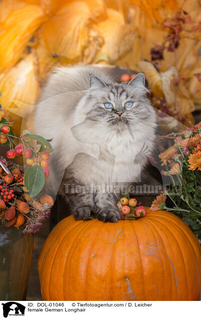 Deutsch Langhaar Katze / female German Longhair / DOL-01046