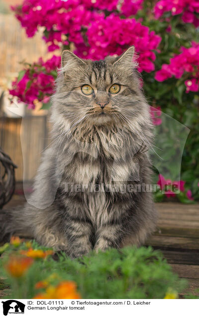 Deutsch Langhaar Kater / German Longhair tomcat / DOL-01113