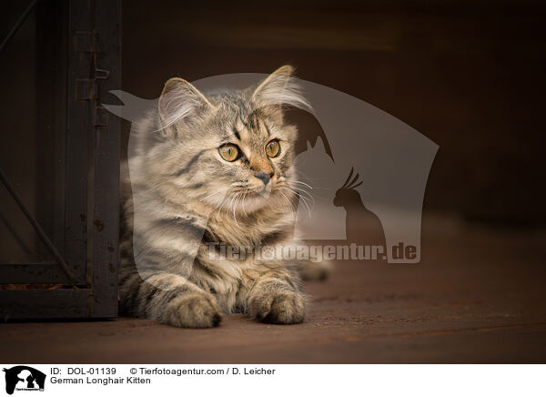 Deutsch Langhaar Ktzchen / German Longhair Kitten / DOL-01139