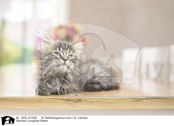 German Longhair Kitten / DOL-01345